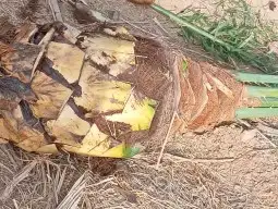 السلام عليكم ورحمة الله وبركاته زبائن الكرم يوجد لدينا جثايث 8