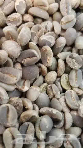 بن خولاني يمني للبيع رقم 1 5
