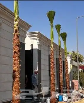 نخل واشنطن زينه نقوم بتوريد وتركيب وصيانة 2