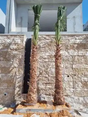 نخل واشنطن زينه نقوم بتوريد وتركيب وصيانة 4