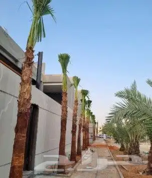 نخل واشنطن زينه نقوم بتوريد وتركيب وصيانة 5