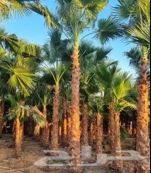 نخل واشنطن زينه نقوم بتوريد وتركيب وصيانة 9