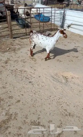 للبيع عنز بيشيه 2