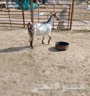 للبيع عنز بيشيه 1