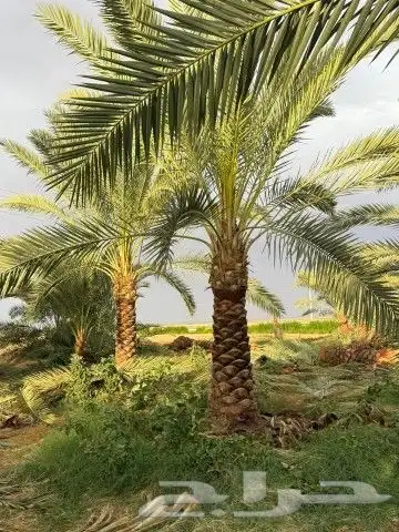 نخل للبيع جميع النواع انخل العربي سكري إخلاص برحي صقعي مجدول 4