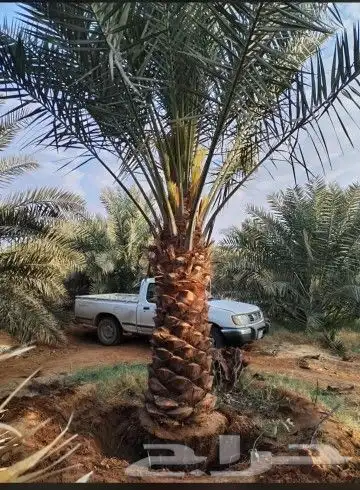 نخل للبيع جميع النواع انخل العربي سكري إخلاص برحي صقعي مجدول 3