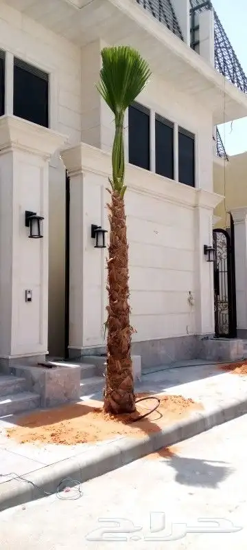 يوجد لدينا نخل واشنطني واسعار مناسبه 1