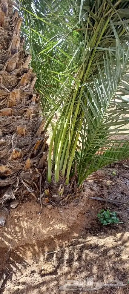يوجد لديناء فراخه صقعي للبيع 0