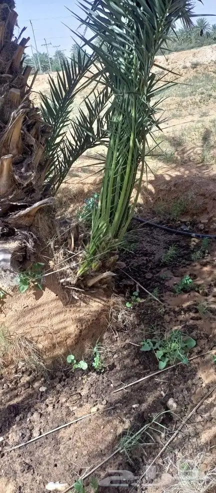 يوجد لديناء فراخه صقعي للبيع 1
