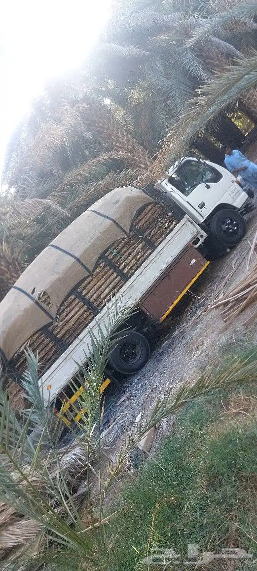 سعف نخل جريد حملة دينة شامل التوصيل لجميع انحاء المملكه 2