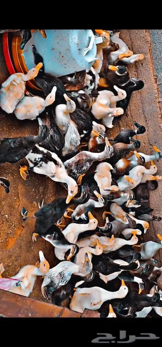 بط خضيري وبكيني ودجاج فيومي ذهبي 1