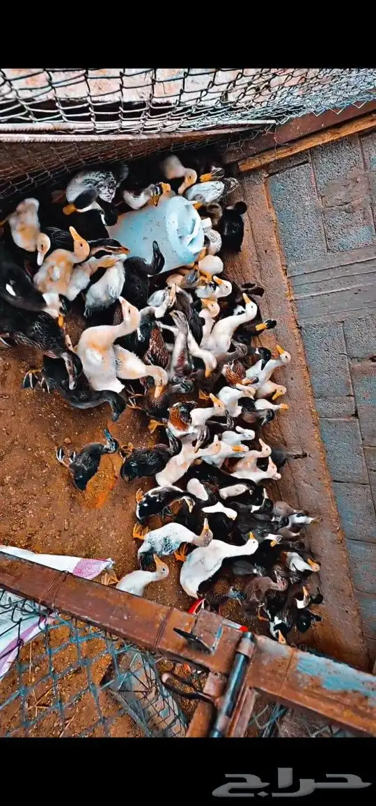 بط خضيري وبكيني ودجاج فيومي ذهبي 2