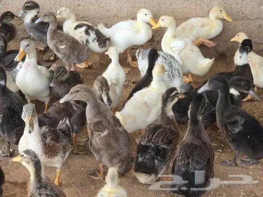 بط خضيري وبكيني ودجاج فيومي ذهبي 5