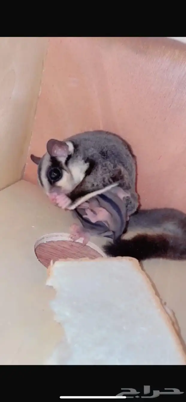 زوجين شوقر قلايدر مع فروخ 2