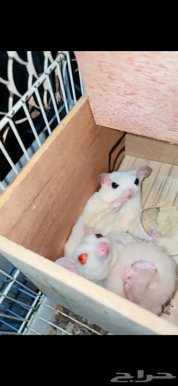 زوجين شوقر قلايدر مع فروخ 0