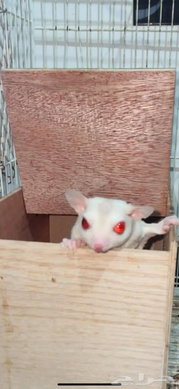 زوجين شوقر قلايدر مع فروخ 3