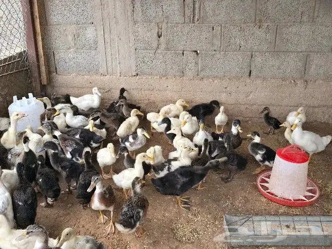 بط خضيري وبكيني ودجاج فيومي ذهبي 3