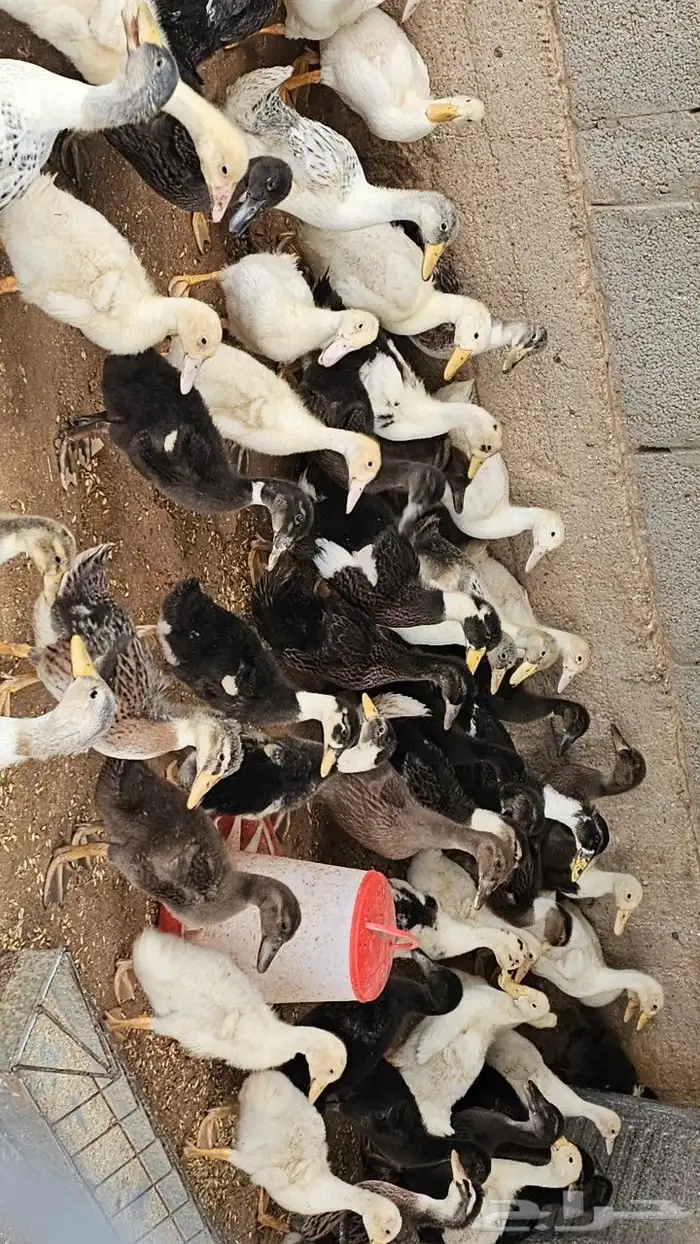 بط خضيري وبكيني ودجاج فيومي ذهبي 14