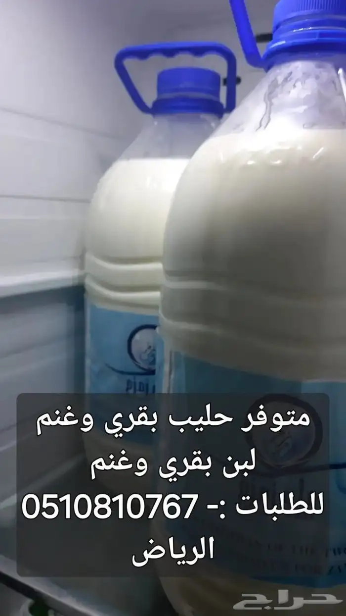 لبن بقر وغنم شرط أمام الله 1