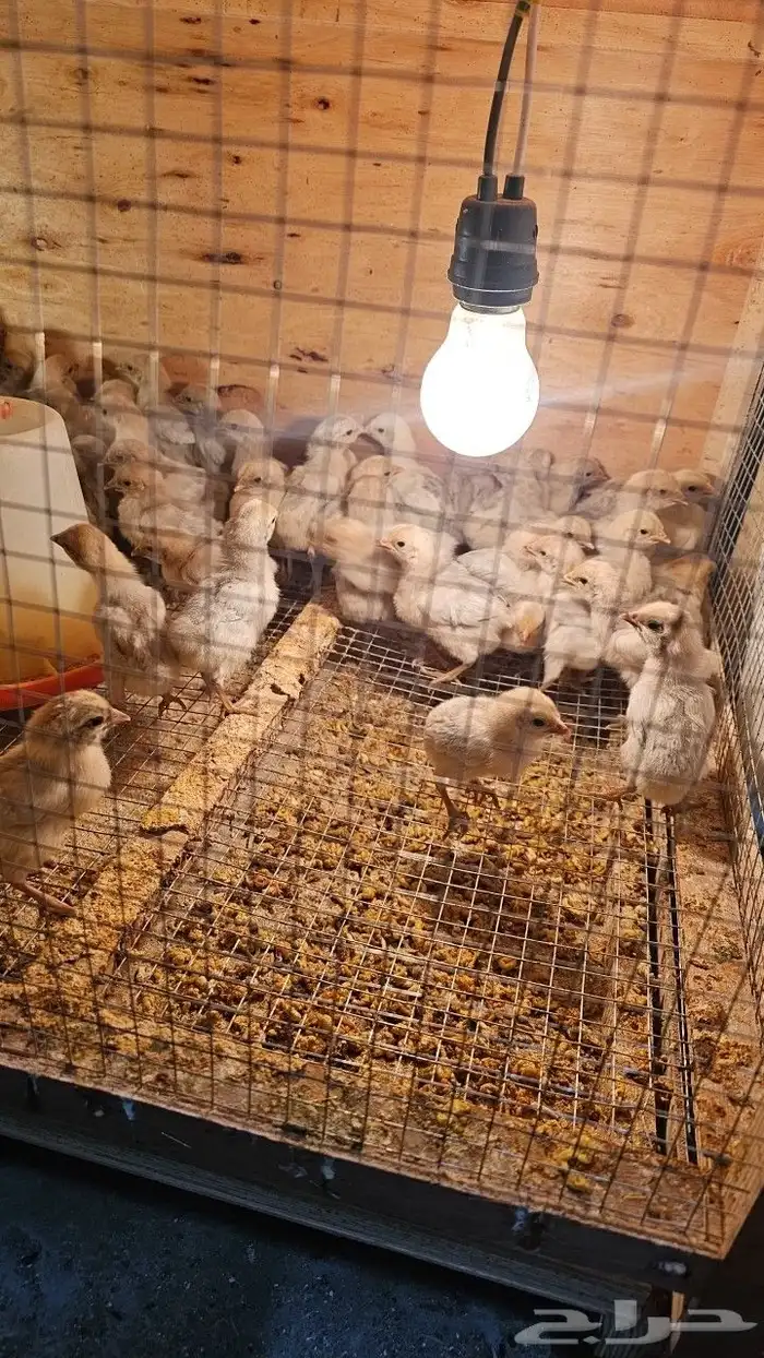 بط خضيري وبكيني ودجاج فيومي ذهبي 8