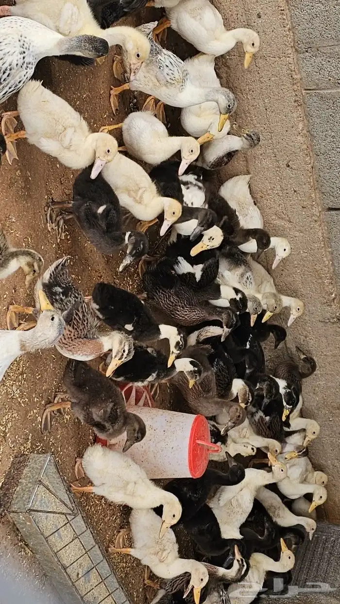 بط خضيري وبكيني ودجاج فيومي ذهبي 6