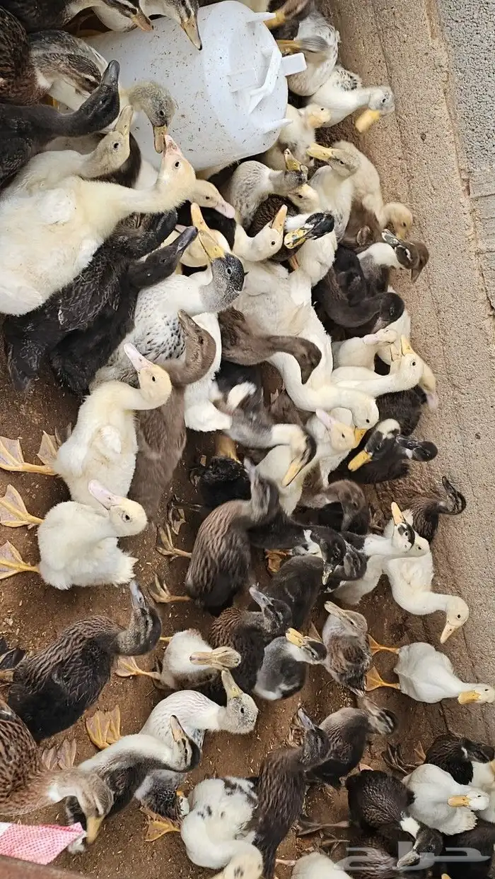 بط خضيري وبكيني ودجاج فيومي ذهبي 15