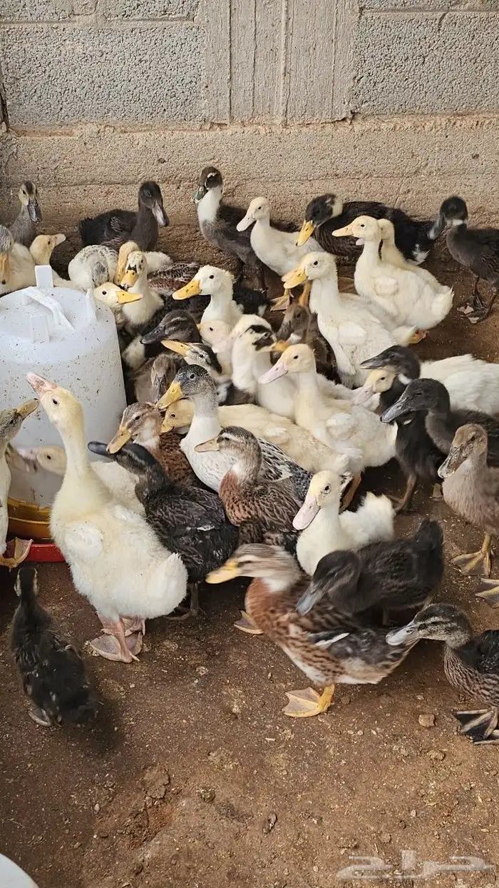 بط خضيري وبكيني ودجاج فيومي ذهبي 12