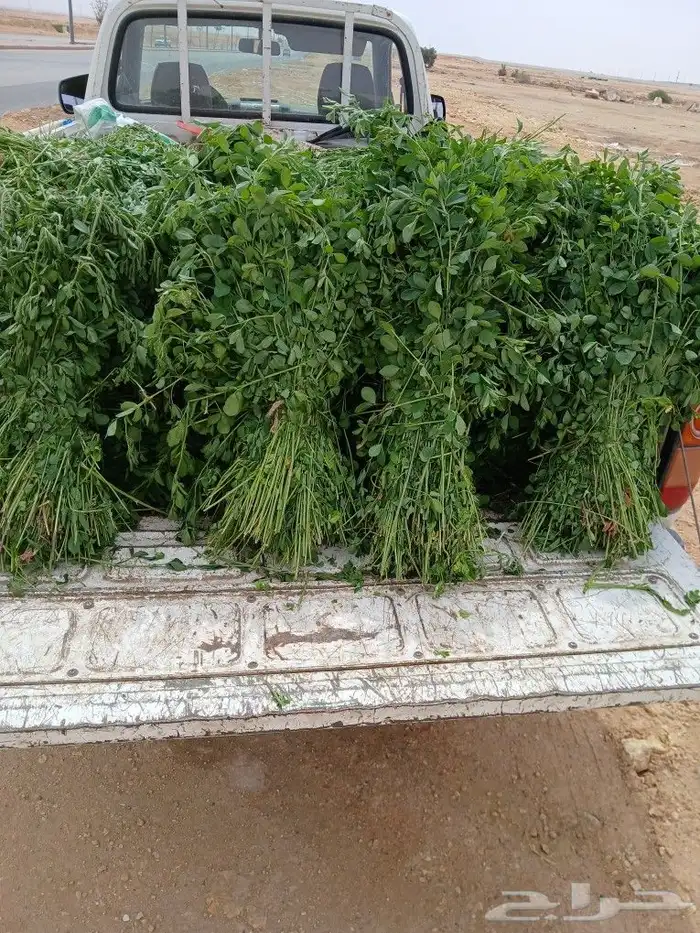 برسيم أخضر رطب الخرج و الهياثم 0