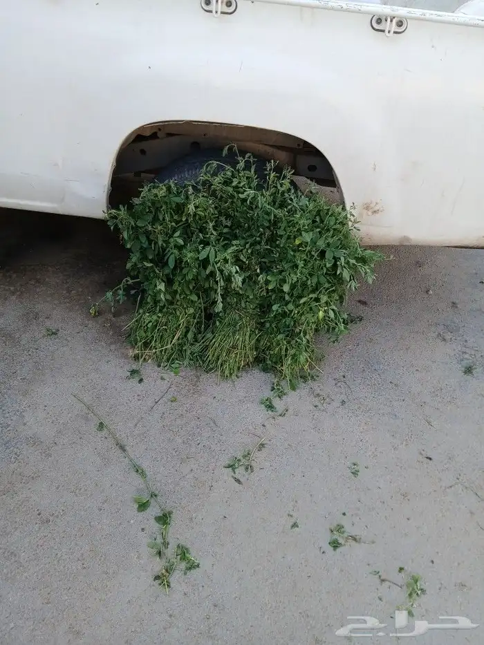 برسيم أخضر رطب الخرج و الهياثم 5