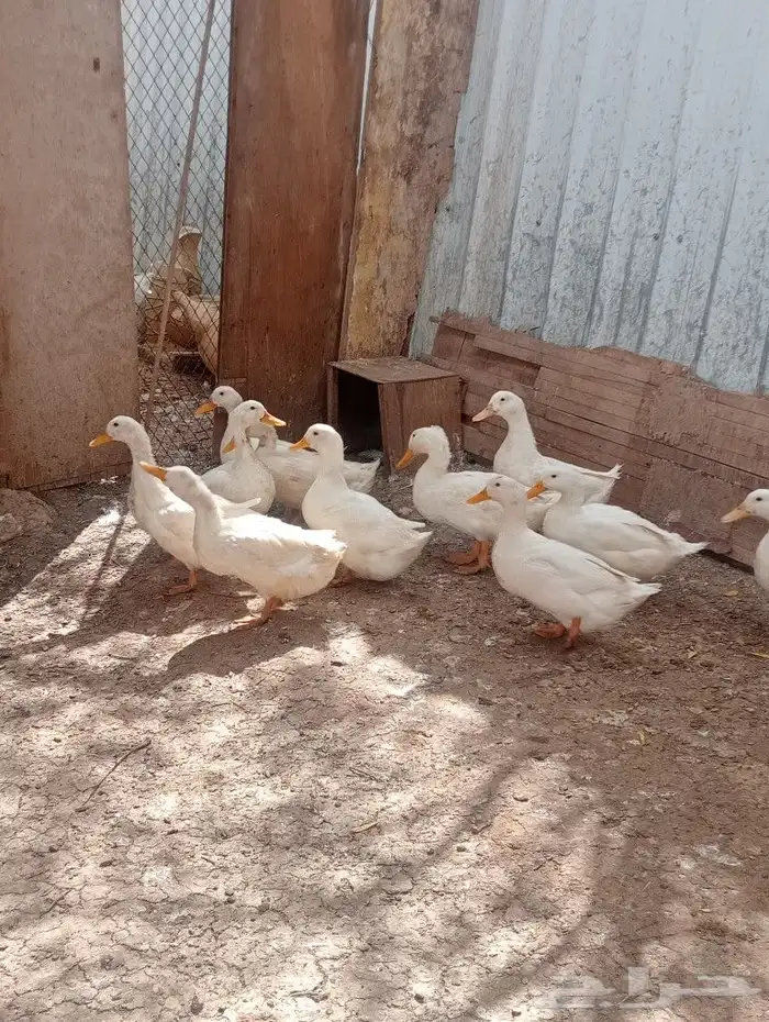 المزاحمية جو 2