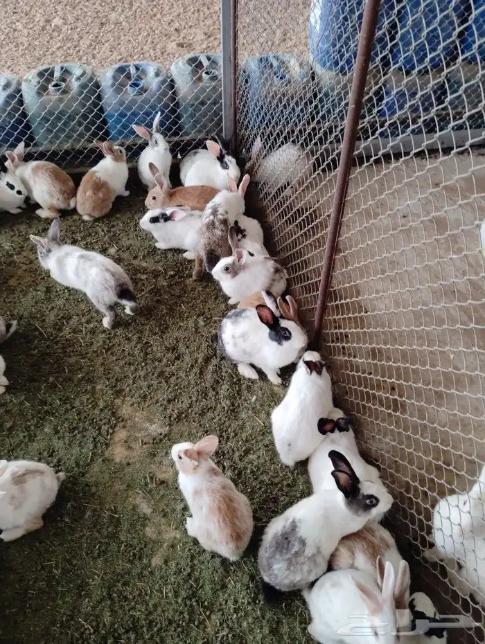 اران ذبح 1