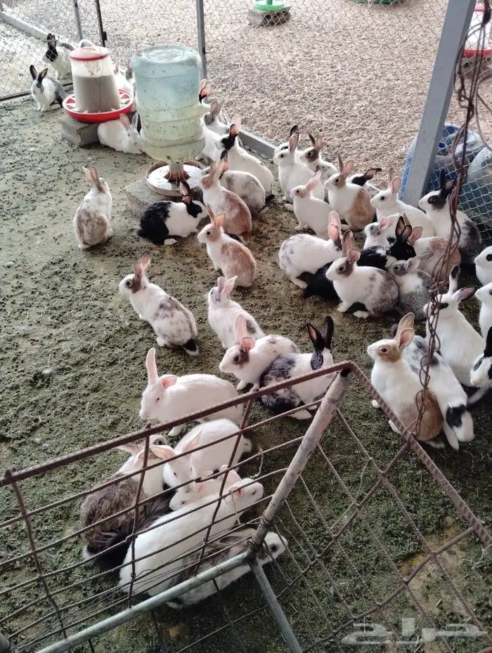 اران ذبح 0