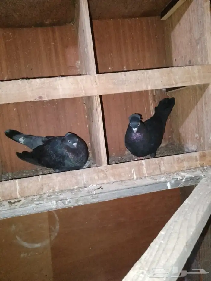 حمام قطيفي 9