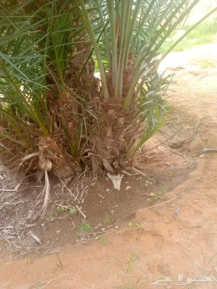 نخل صقعي 3