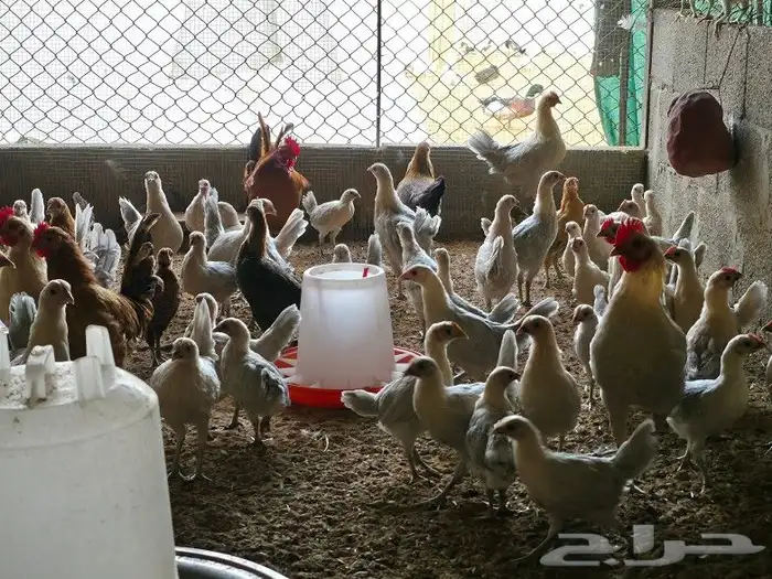 بط خضيري وبكيني ودجاج فيومي ذهبي 9