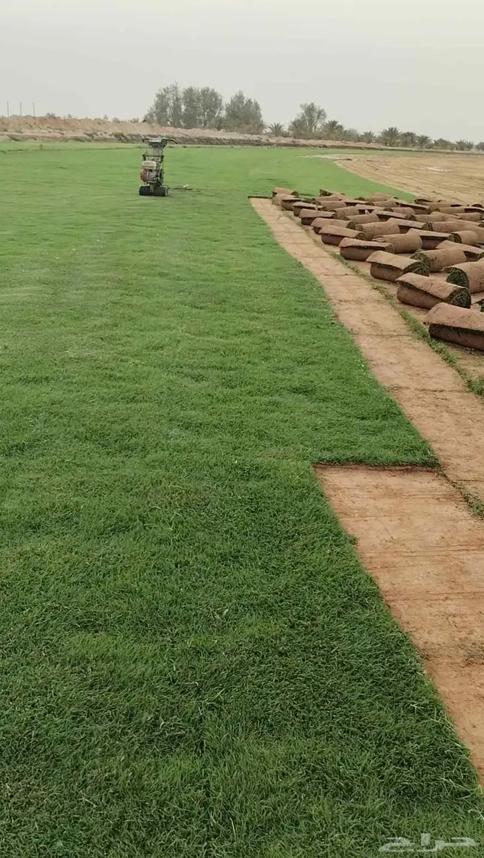 ثيل عشب طبيعي درجة أولى (نجيله) 0