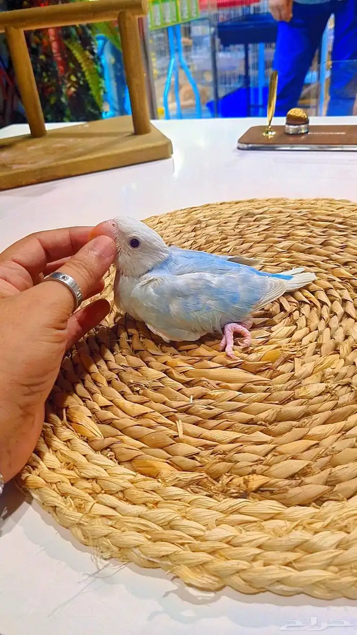 فروخ دره هولندي هيد كلير 3