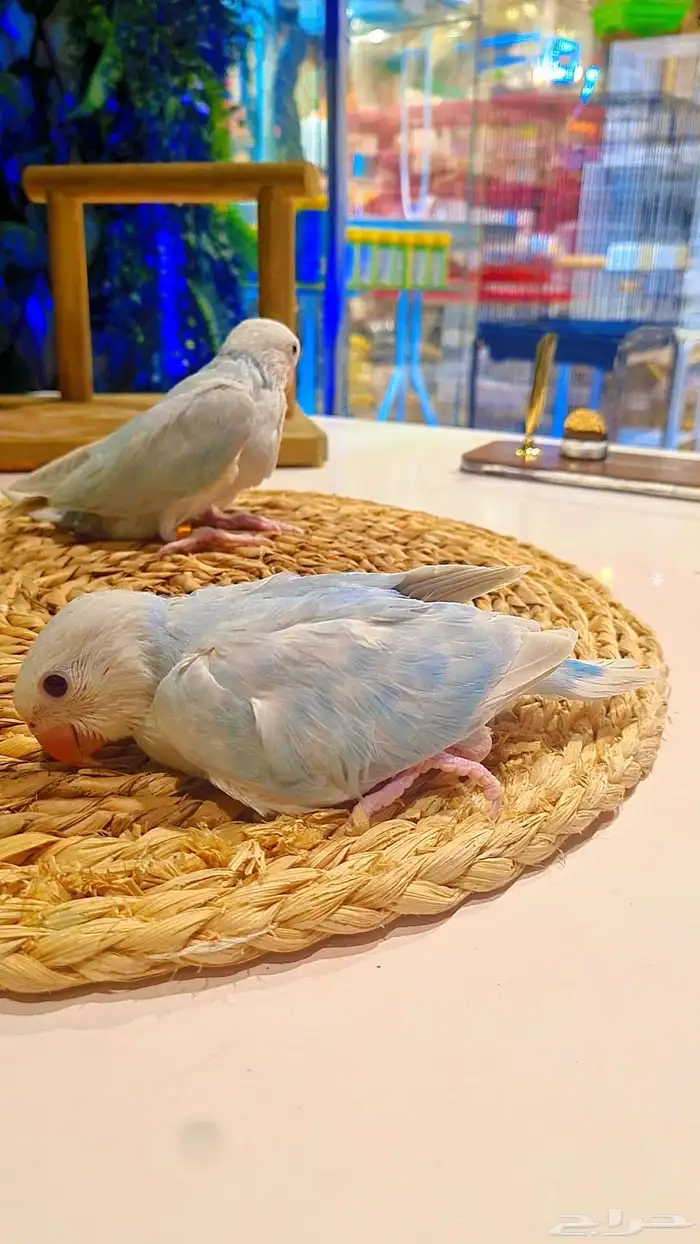 فروخ دره هولندي هيد كلير 12