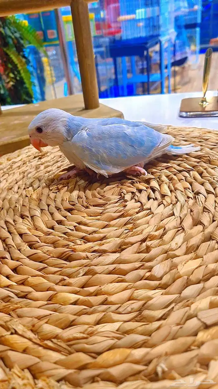 فروخ دره هولندي هيد كلير 15