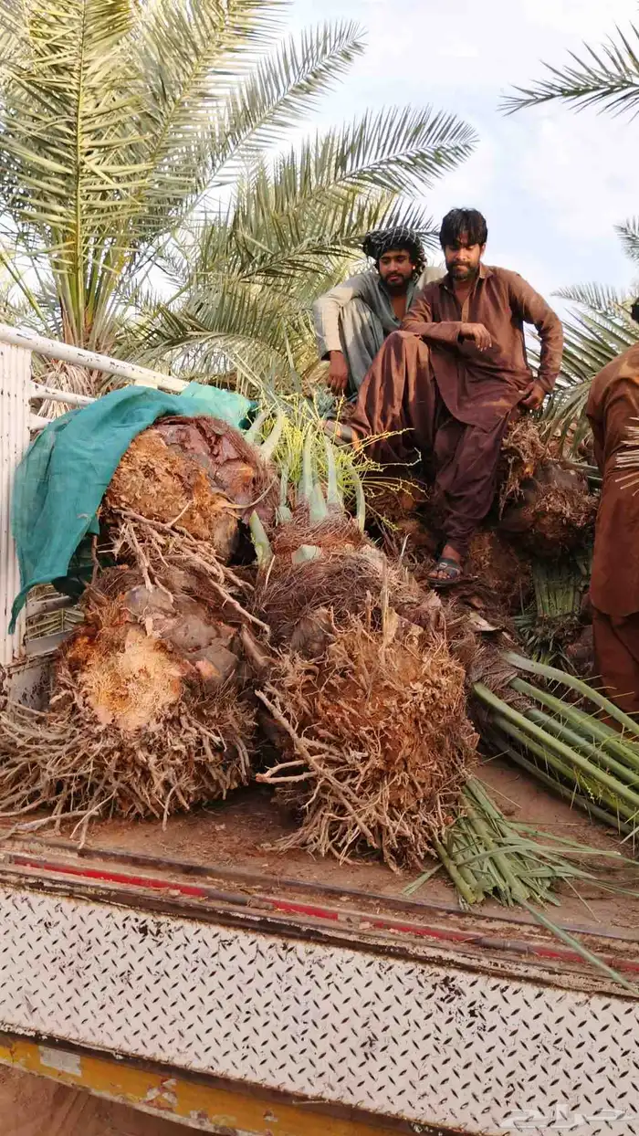 نخل مثمر للبيع اخلاص وسكري وصقعي ومجدول وانواع اخرى 3