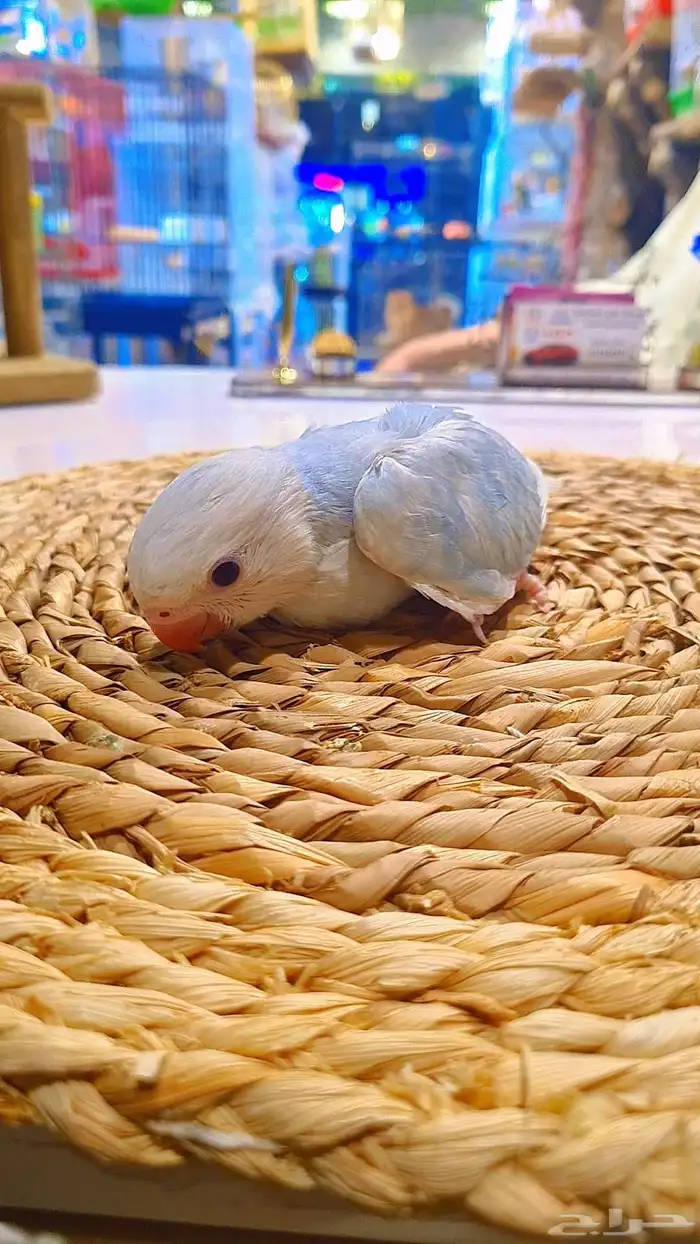 فروخ دره هولندي هيد كلير 4