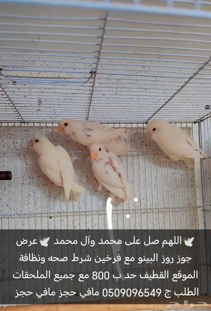 جوز روز البينو مع فرخين 0