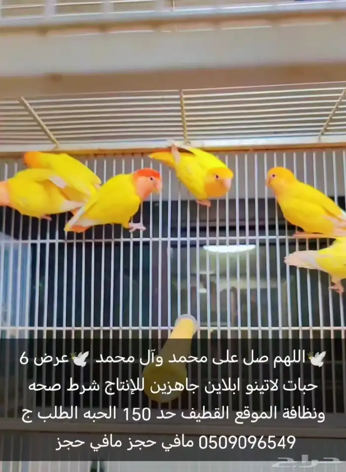 ست حبات روز لاتينو ابلاين 0