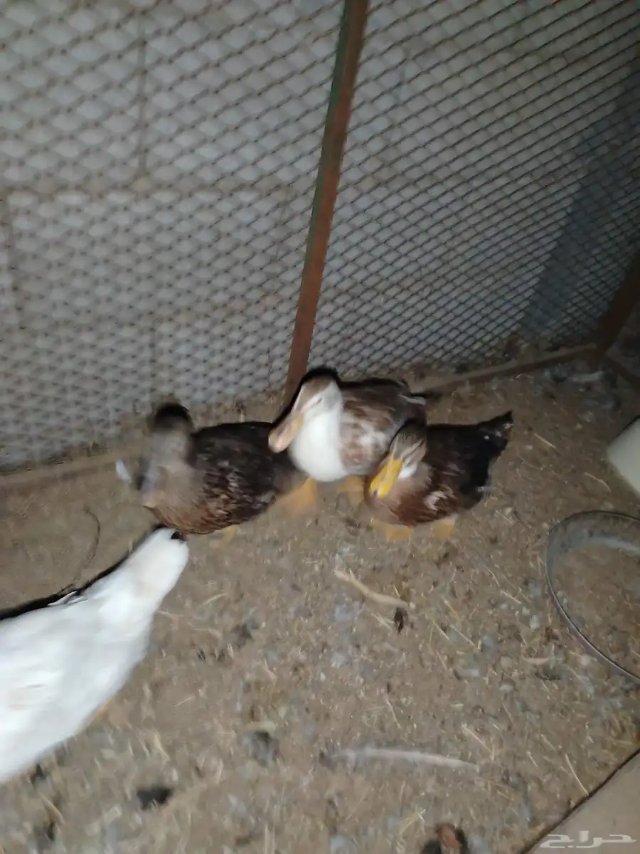 بط للبيع الوان 5