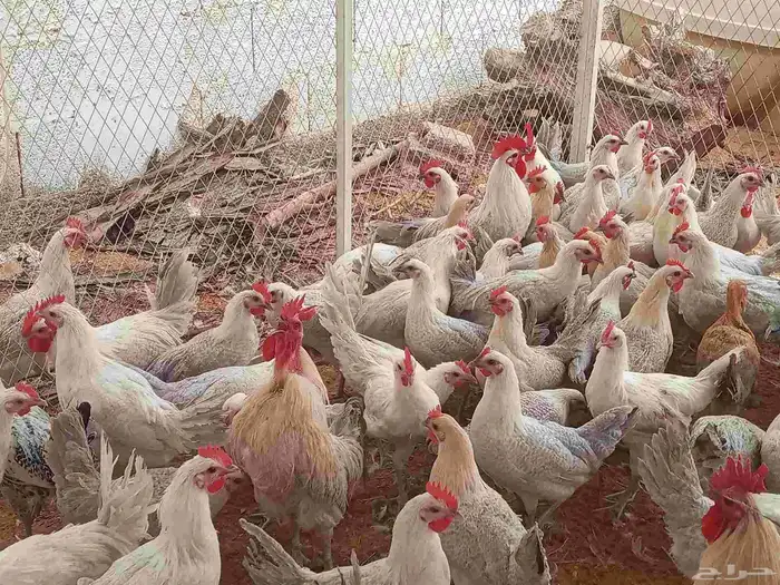 دجاج فيومي المنيوم بياض شبابيات 4