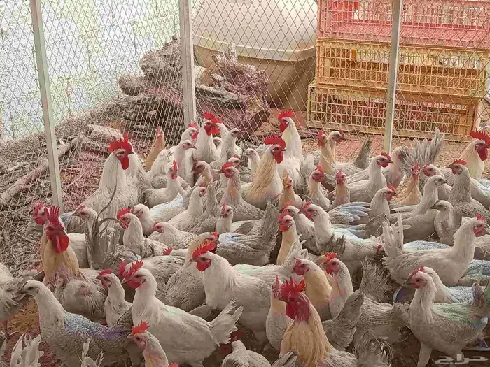 دجاج فيومي المنيوم بياض شبابيات 3
