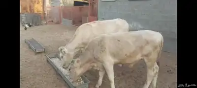 عجل وعجلة الاحساء الهفوف 9