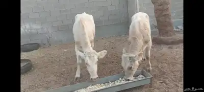 عجل وعجلة الاحساء الهفوف 1
