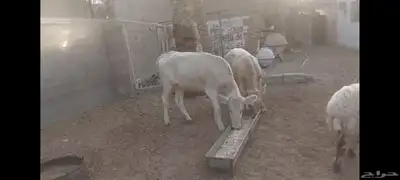 عجل وعجلة الاحساء الهفوف 3