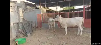 عجل وعجلة الاحساء الهفوف 6